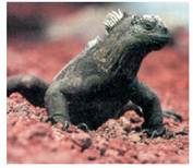 2. Irudia: Darwinen bilakaeraren teoriak animalia eta landare moten jatorria argitzen du.<br><br>